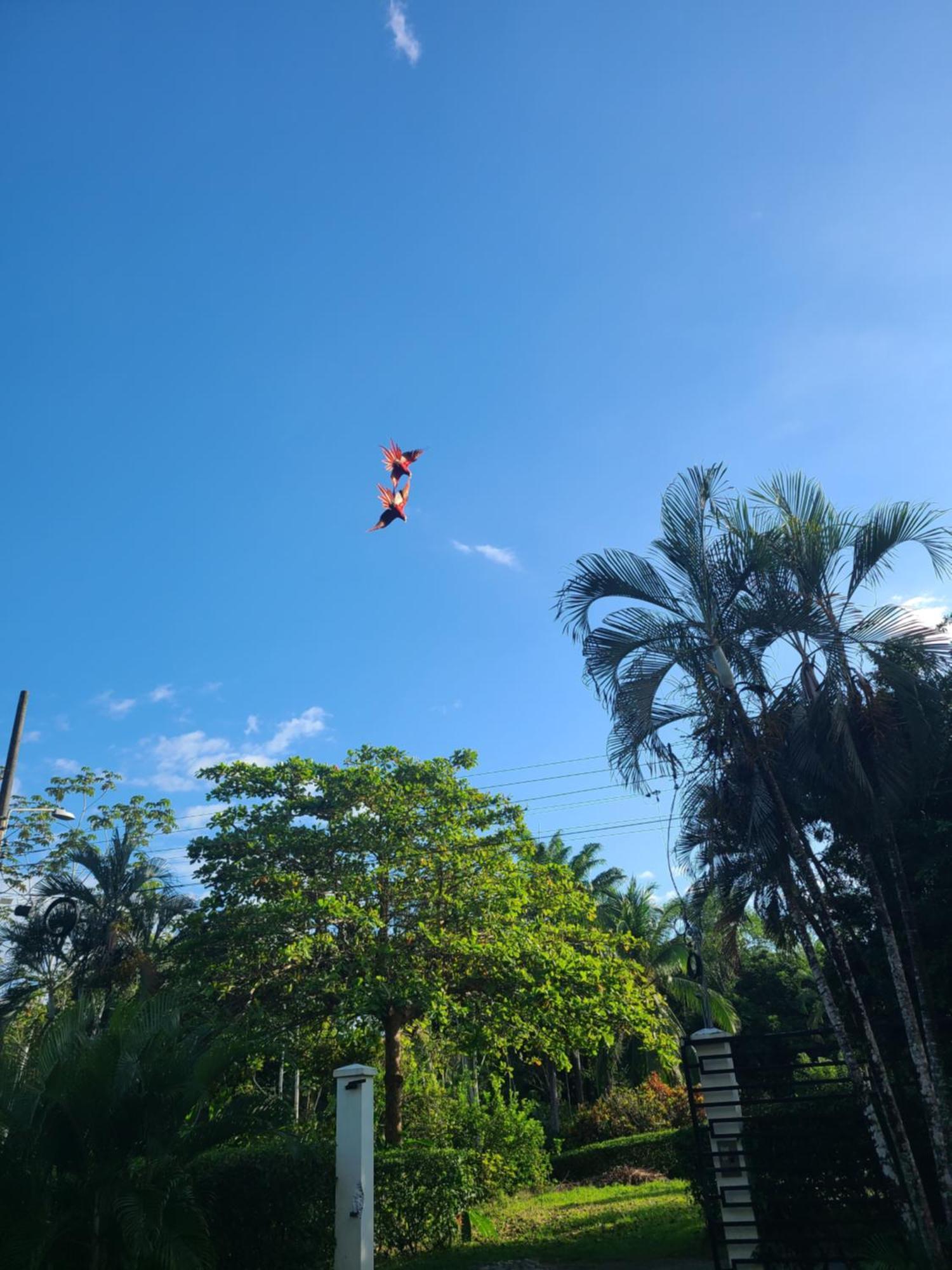 Villa Elenita - Pura Vida
